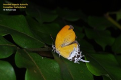 Eooxylides tharis distanti