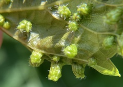 Daktulosphaira vitifoliae image