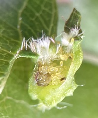 Daktulosphaira vitifoliae image
