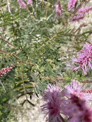 Mimosa dysocarpa