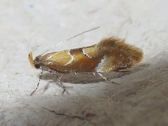 Epicallima formosella