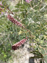 Mimosa dysocarpa