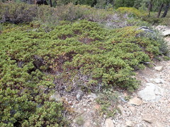 Arctostaphylos nevadensis