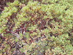 Arctostaphylos nevadensis