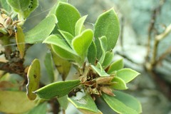 Arctostaphylos nevadensis