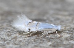 Phyllonorycter lucetiella