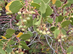 Arctostaphylos nevadensis