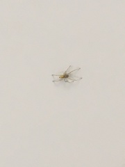Araneae