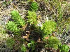 Veronica macrocalyx macrocalyx