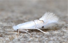 Phyllonorycter lucetiella