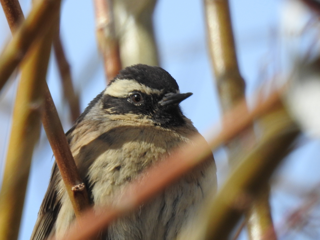 Black-Throated Accentor