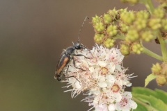 Brachyleptura