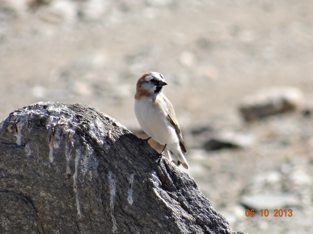 Blanford's Snowfinch