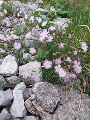 Dianthus sternbergii