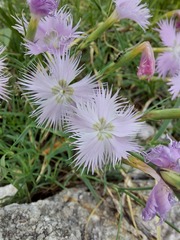 Dianthus sternbergii