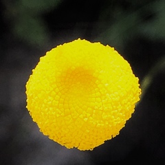 Cotula hispida