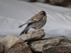 Leucosticte brandti