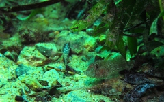 Nesogobius