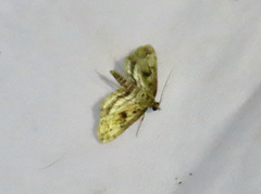 Parapoynx obscuralis
