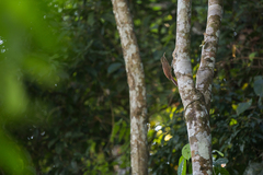 Dendrocolaptes picumnus