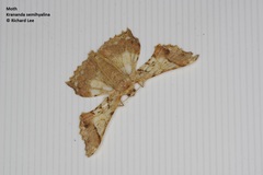 Krananda semihyalina