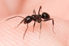 Prolasius