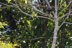 Spizaetus tyrannus