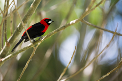 Ramphocelus nigrogularis