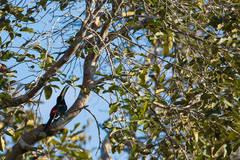 Pteroglossus pluricinctus