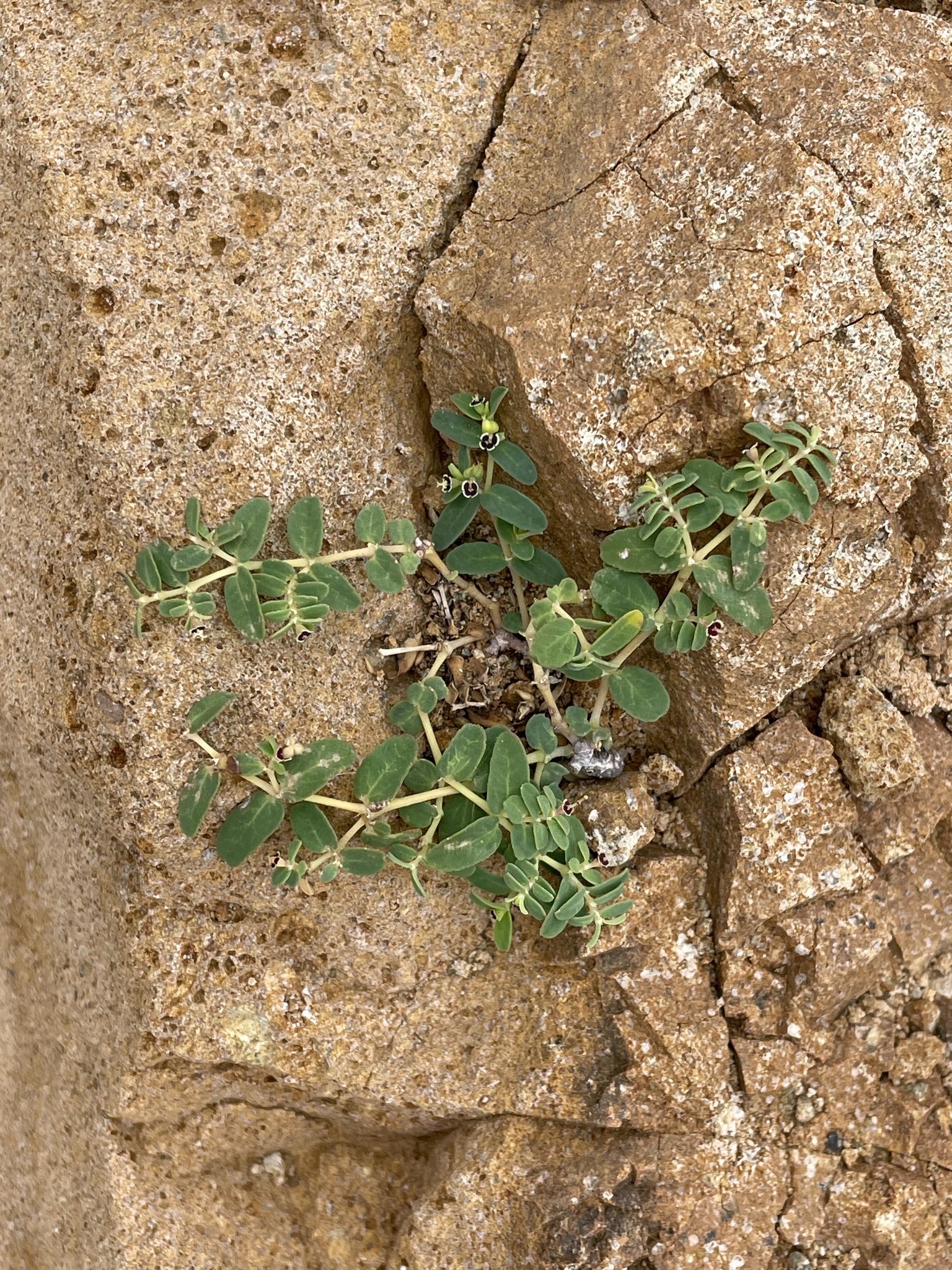 Euphorbia recurva