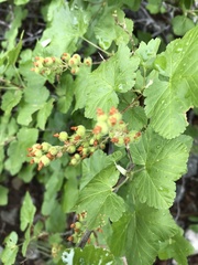 Ribes wolfii