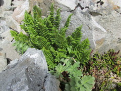 Anisotome pilifera
