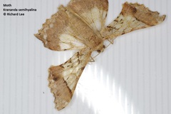 Krananda semihyalina