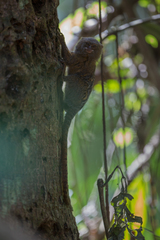 Cebuella niveiventris