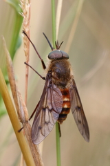 Pangonius variegatus