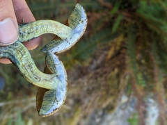 Caloboletus rubripes