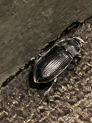 Coleoptera