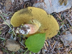 Caloboletus rubripes