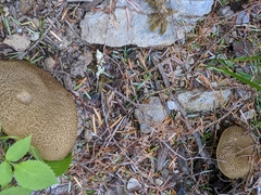 Caloboletus rubripes