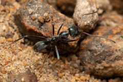 Iridomyrmex mayri