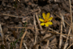 Pentachaeta aurea aurea