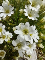 Cerastium julicum