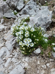 Cerastium julicum