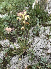 Pedicularis parryi