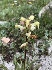 Pedicularis parryi