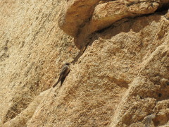Ptyonoprogne