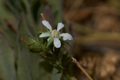 Horkelia clevelandii
