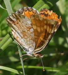 Phyciodes orseis