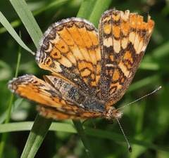 Phyciodes orseis