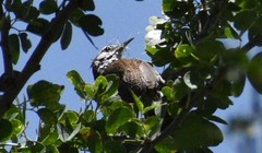 Thryophilus pleurostictus